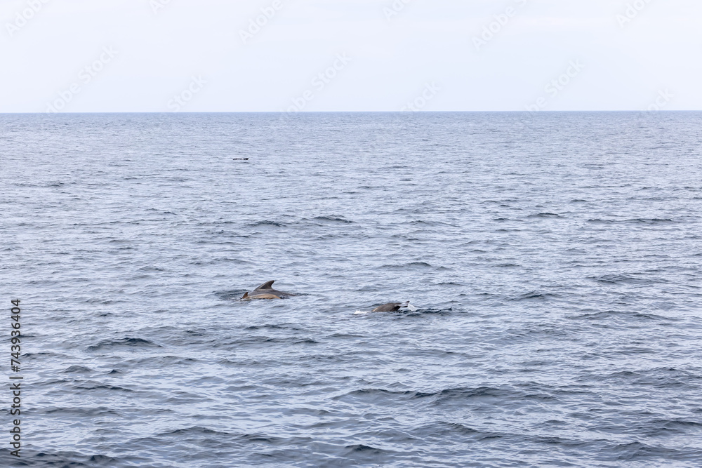 The tranquil seas near Andenes are momentarily stirred by a pilot whale family, elegantly traversing the waters of the Lofoten Islands. The tranquil seas near Andenes are momentarily stirred by a pilot whale family, elegantly traversing the waters of the Lofoten Islands.