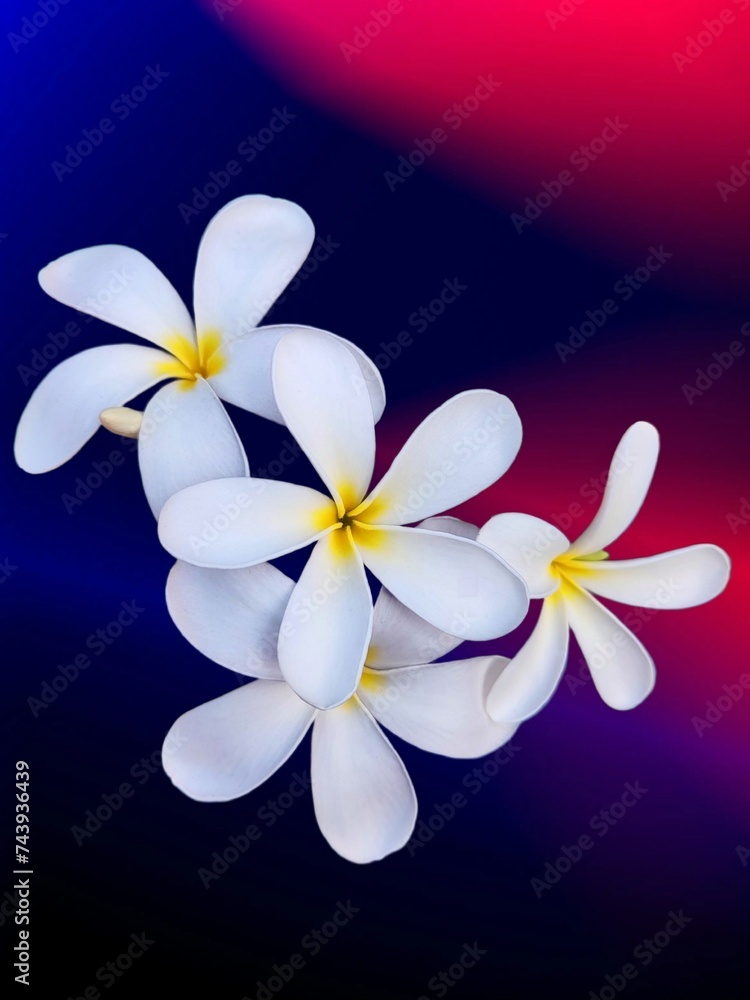 Naklejka premium frangipani flower on a black background