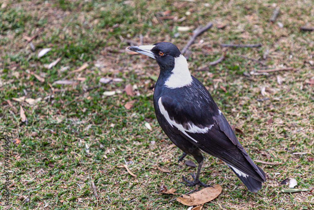 An Australian magpie (Gymnorhina tibicen) seen in New South Wales, Australia. An Australian magpie (Gymnorhina tibicen) seen in New South Wales, Australia.