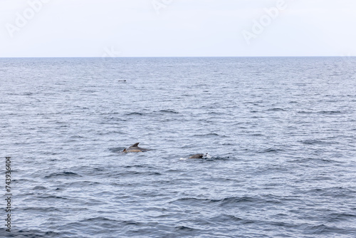 The tranquil seas near Andenes are momentarily stirred by a pilot whale family, elegantly traversing the waters of the Lofoten Islands.