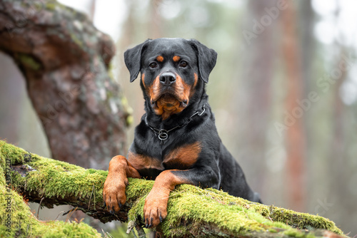 Beautiful black and tan purebred rottweiler in the forest, tree with green moss, blurred calm background