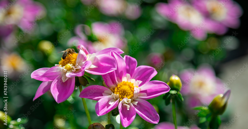 Pink dahlias blooming in botanical garden. Pink dahlias blooming in botanical garden.