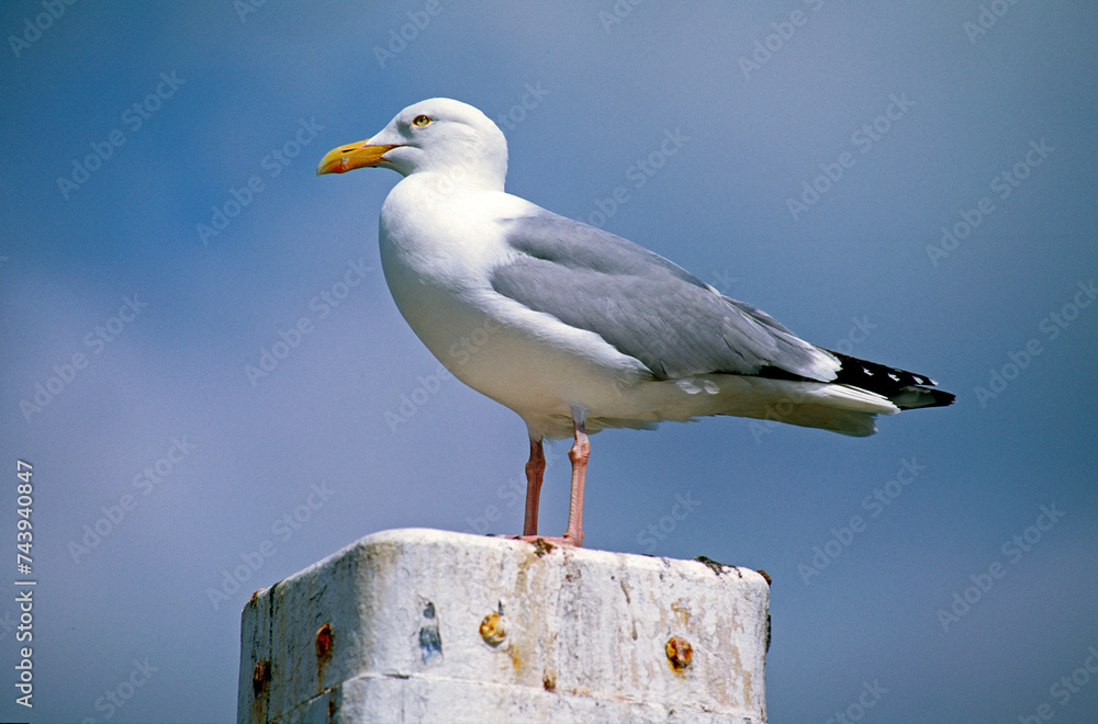 Obraz premium Goéland argenté,.Larus argentatus, European Herring Gull