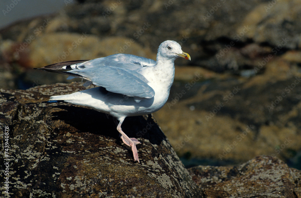 Goéland argenté,.Larus argentatus, European Herring Gull Goéland argenté,.Larus argentatus, European Herring Gull