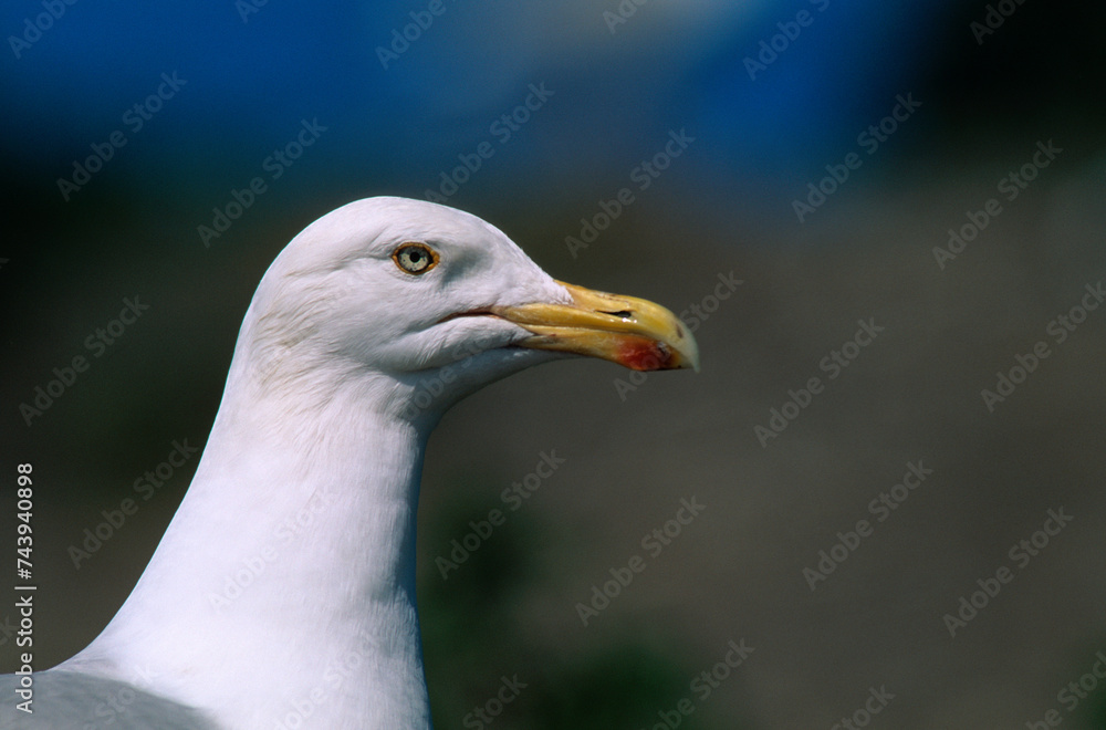 Goéland argenté,.Larus argentatus, European Herring Gull