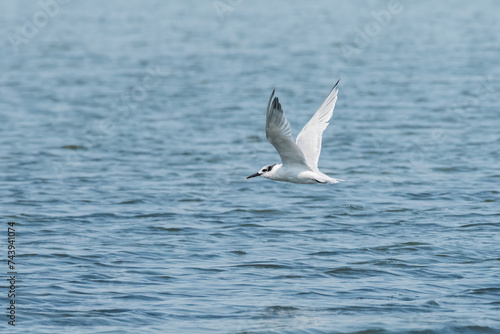 YYoung sandwich tern fishing in the sea