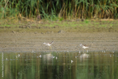 Two Common Greenshanks walking on the shore of a river