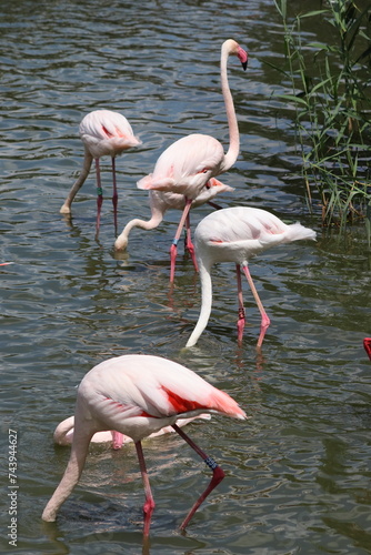 Phoenicopterus roseus  pink flamingo standing in the water