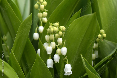 Foto Maiglöckchen, Convallaria majalis