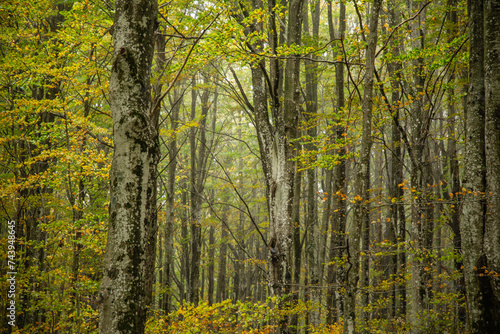 View of the trunks and autumn leaves of the beech forest, in the light fog, Monte Amiata, Siena, Tuscany, Italy