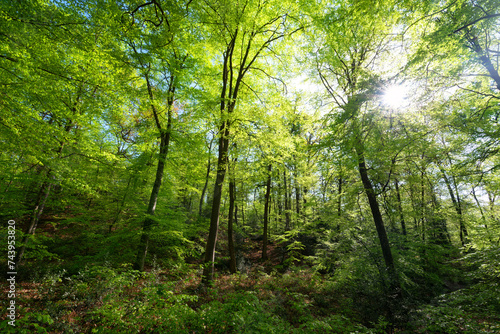 Forest path Denecourt 11 in spring season. Fontainebleau forest