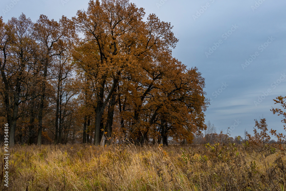 dry, yellow grass in the foreground, next to an oak forest with yellow, orange and red leaves, autumn nature dry, yellow grass in the foreground, next to an oak forest with yellow, orange and red leaves, autumn nature