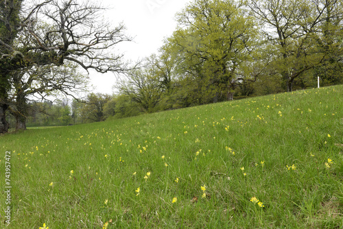 Echte Schlüsselblume, Primus veris, Blumenwiese