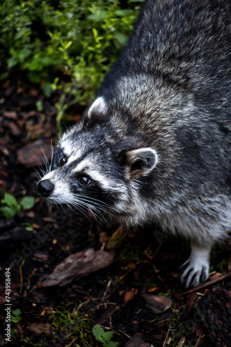 a curious raccoon peeks out and looks up