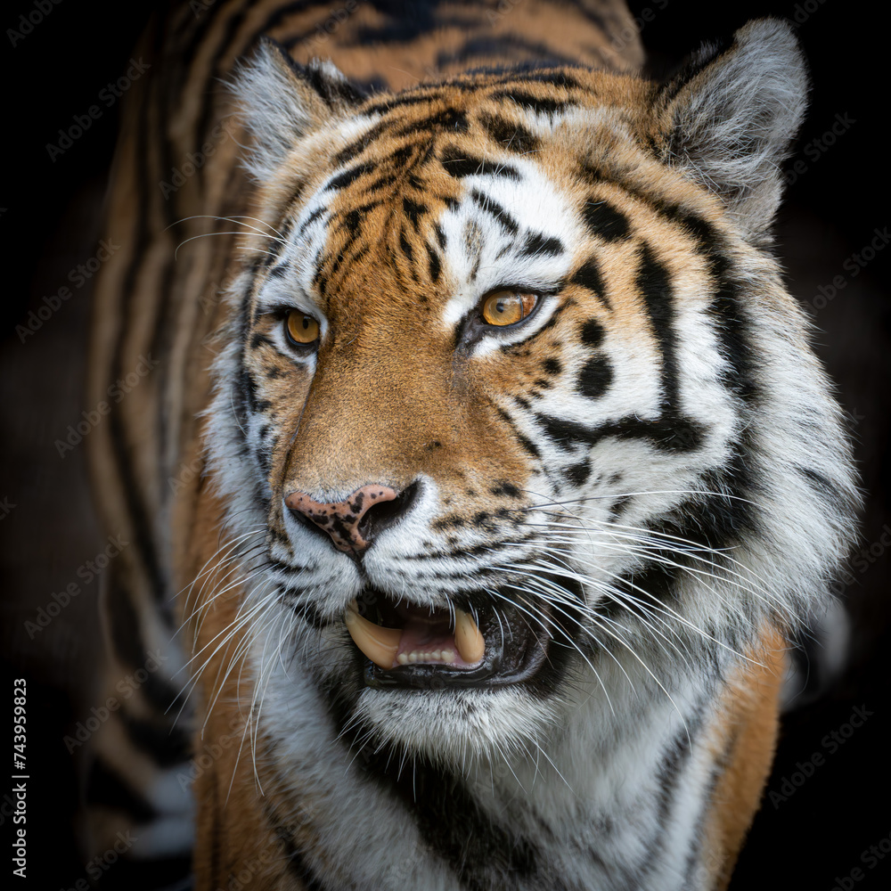 Fototapeta premium Tiger