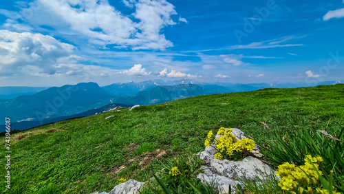 Yellow Alyssum flower on alpine meadow with scenic view from mountain peak Feistritzer Spitze (Hochpetzen), Carinthia, border Austria Slovenia. Terrain of Karawanks, Slovenian Austrian Alps photo