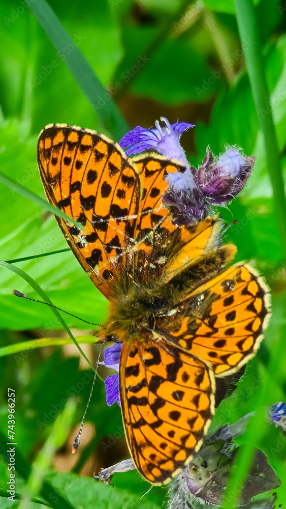Obraz premium Close up view on butterfly Pearl-bordered fritillary polluting purple flower on alpine meadow, Petzen, Carinthia, Austria, Europe. Watching wildlife in nature. Peaceful serene atmosphere