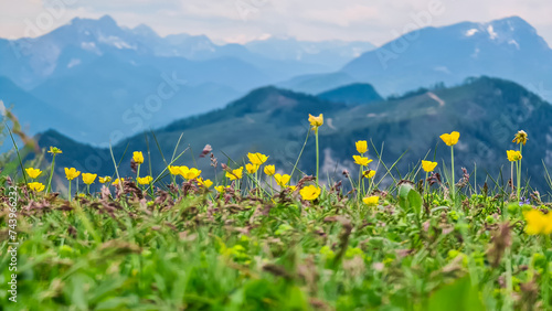 Selective focus of yellow wildflowers on alpine meadow with view from mountain peak Feistritzer Spitze (Hochpetzen), Karawanks, Carinthia, border Austria Slovenia. Looking at majestic Julian Alps photo