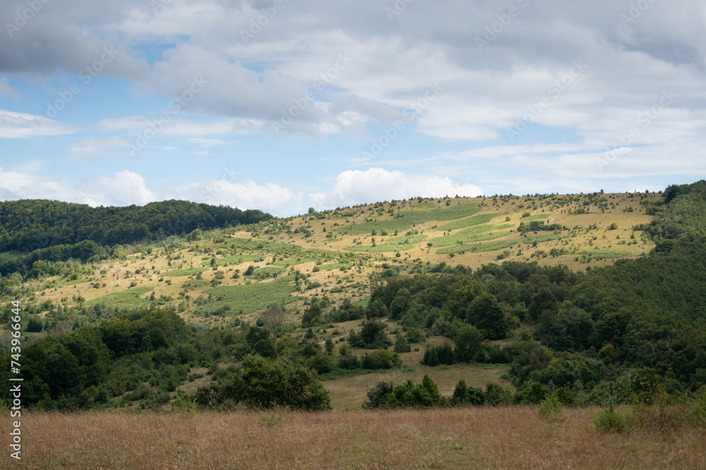 Fototapeta premium Landscape of hillside overgrown with forest and grass during cloudy summer day