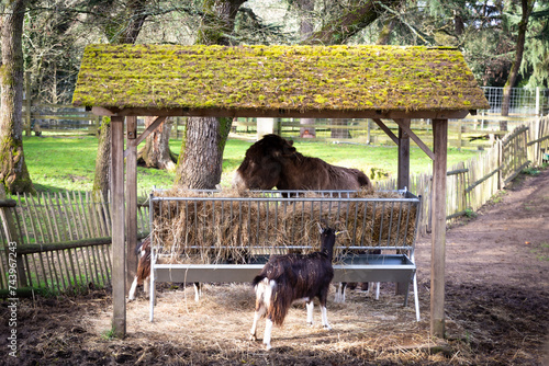 animaux de la ferme qui mangent photo