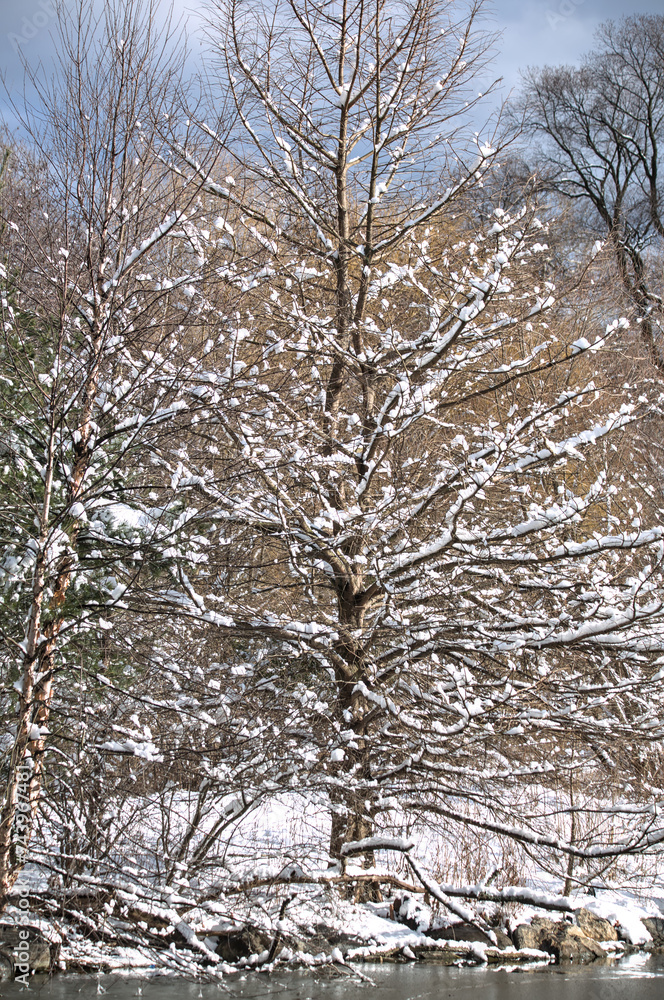 snow covered tree in winter (prospect park lake frozen)