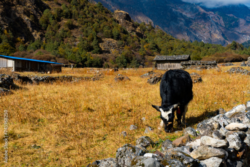 Himalayan Yak in the beautiful landscape of Folay Phale VIllage in Ghunsa, Taplejung, Kanchenjunga  photo