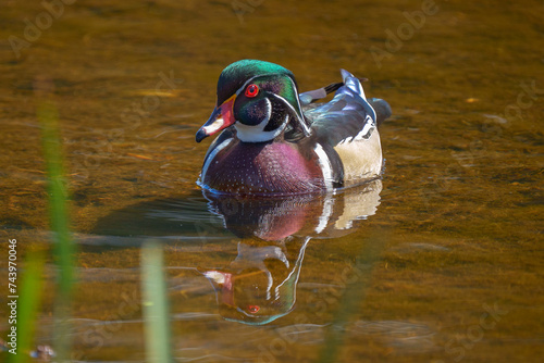 Woodduck photo