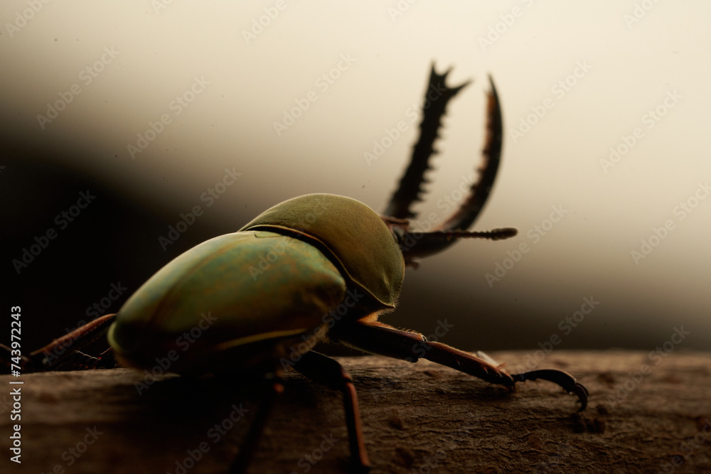Beetle : Sawtooth beetles (Lamprima adolphinae) or Stag beetles, one of