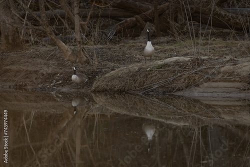 Geese on the Edge of a River at Sunset