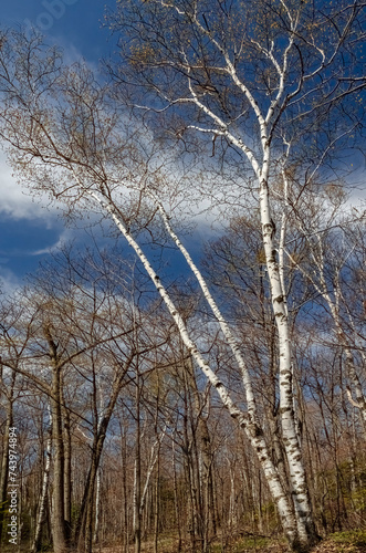 588-06 Birch Sky photo