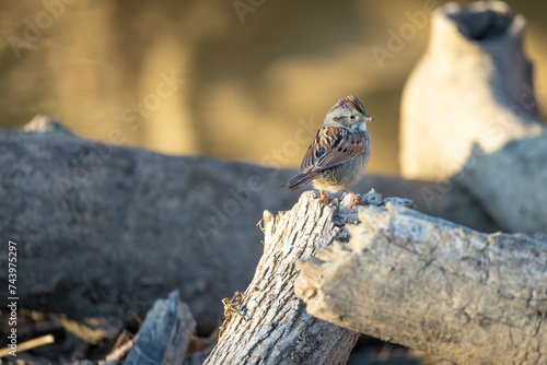 Finch on a Tree Branch on a Sunny Day