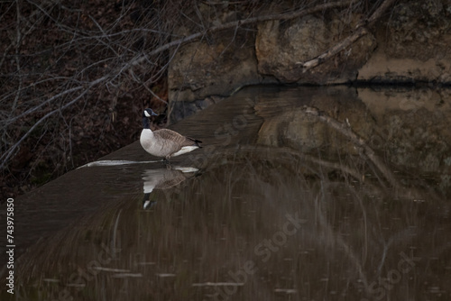 Goose on the River Dam at Sunset