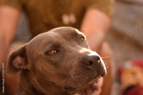 Beautiful pets