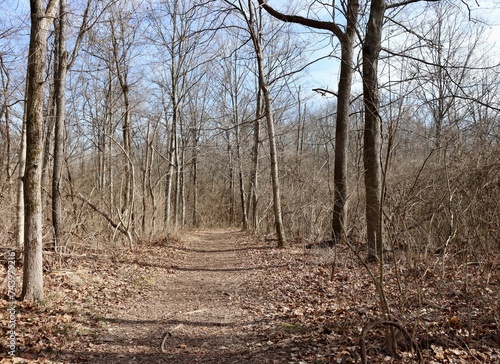The long empty trail in the forest on a sunny day.
