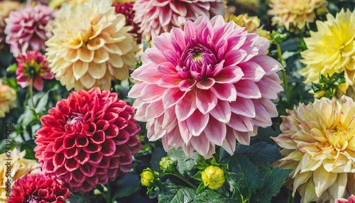many beautiful blooming dahlia flowers floral summer background colorful dahlias in full bloom