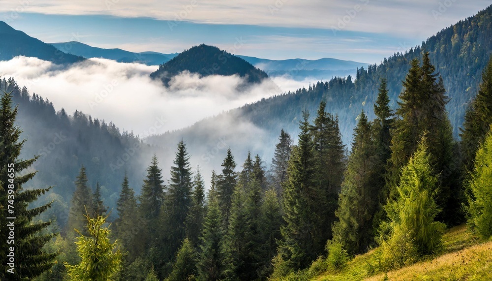 coniferous forest in foggy mountains