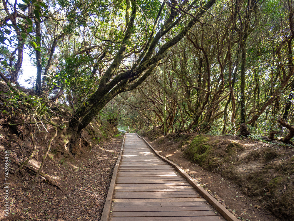 Laurel forest in Anaga Rural Park on Tenerife Laurel forest in Anaga Rural Park on Tenerife