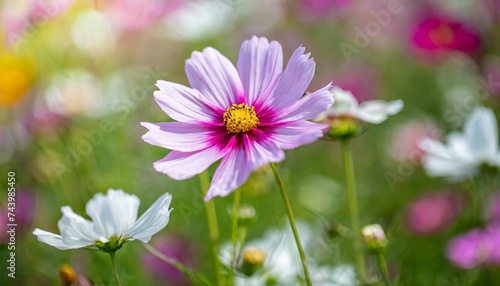 beautiful field of cosmos flower in a meadow in nature in the rays of sunlight in summer in the spring close up of a macro a picturesque colorful artistic image with a soft focus