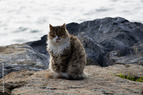 scruffy and grumpy street cat sitting on a rock at the seaside in Kadikoy Istanbul in winter photo