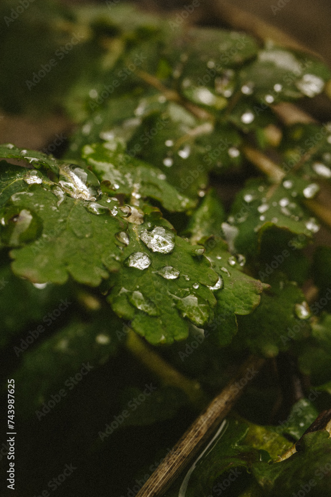 water drops on a leaf