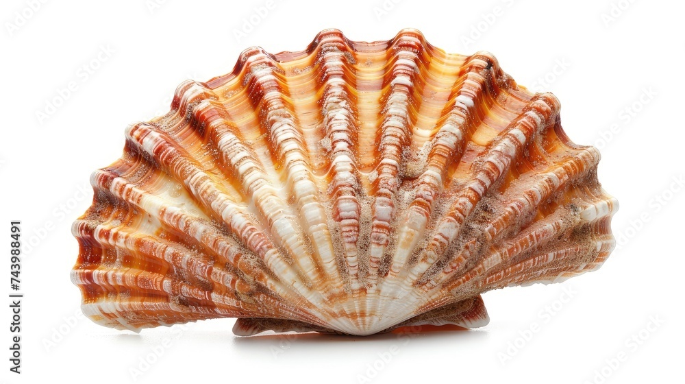 lose-up of marine items, isolated on white. Perfect for showcasing the intricate beauty of seashells, sea urchins, and marine treasures. lose-up of marine items, isolated on white. Perfect for showcasing the intricate beauty of seashells, sea urchins, and marine treasures.