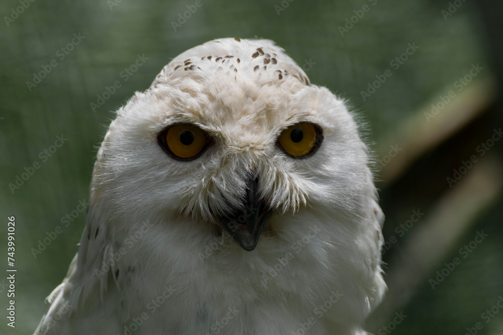 Obraz premium Eclipse - Snowy owl in summer