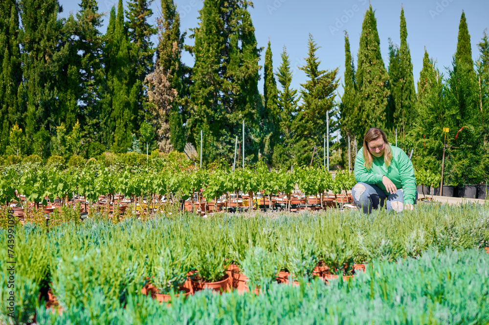 Fototapeta premium Garden center customer chosing plants to grow at home. Plus size blonde woman looking for rosemary plants.