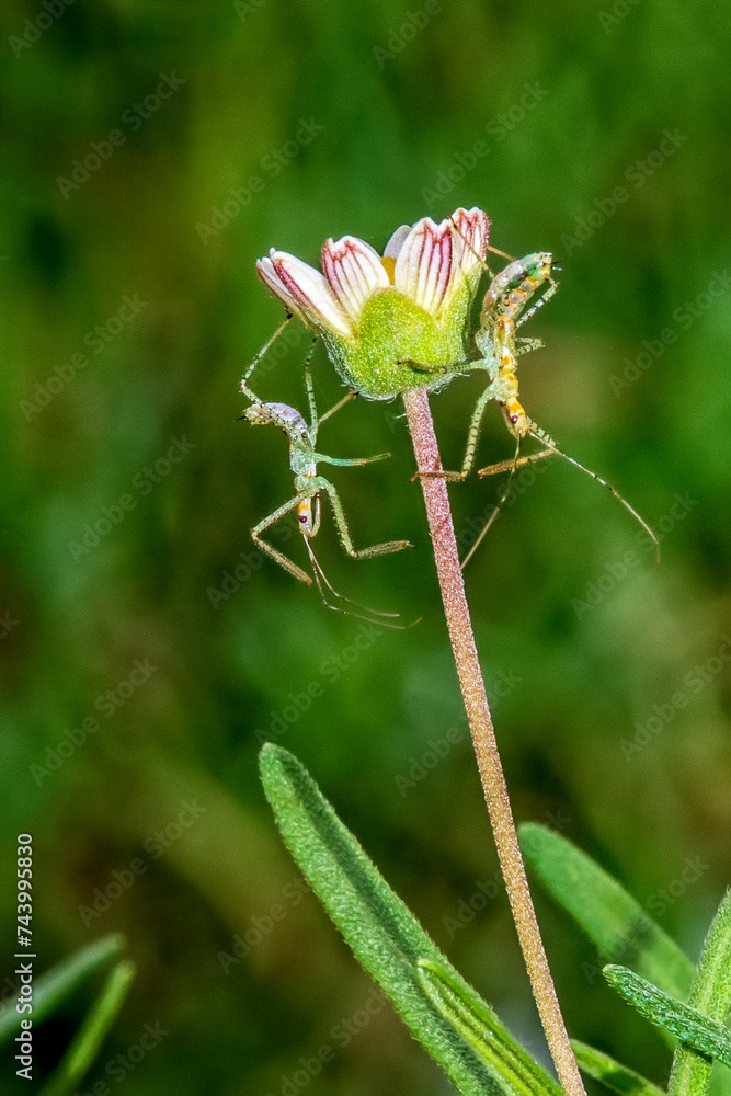 Blackfoot Daisy Bud with a Pair of Assasin Bugs