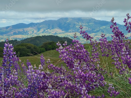 Lupine wildflowers blooming in the East Bay Hills