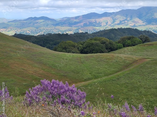 Silver Lupine plant blooming in the East Bay Hills of Northern California
