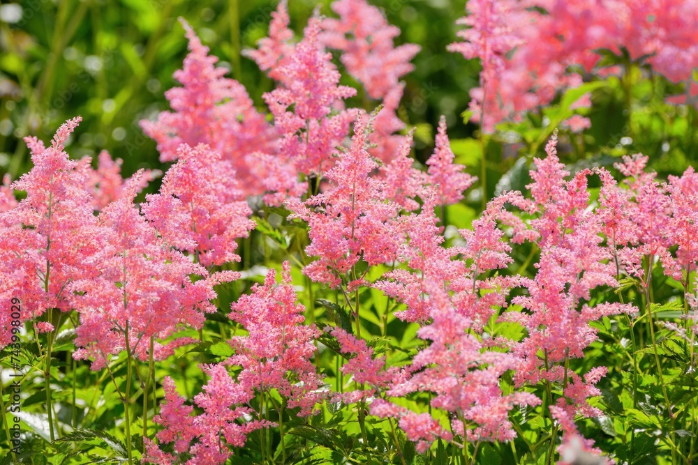 Pink Astilbe flowers blooming in the summer garden Pink Astilbe flowers blooming in the summer garden
