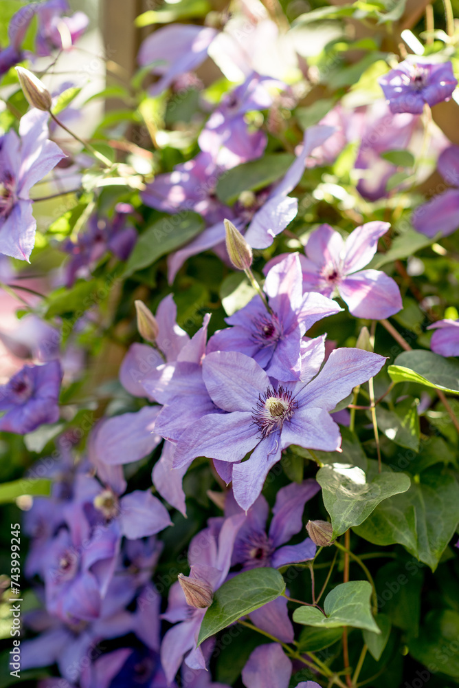 Fototapeta premium purple clematis close-up with a space for text. beautiful garden flowers. rare varieties of garden plants. abundant flowering in the garden