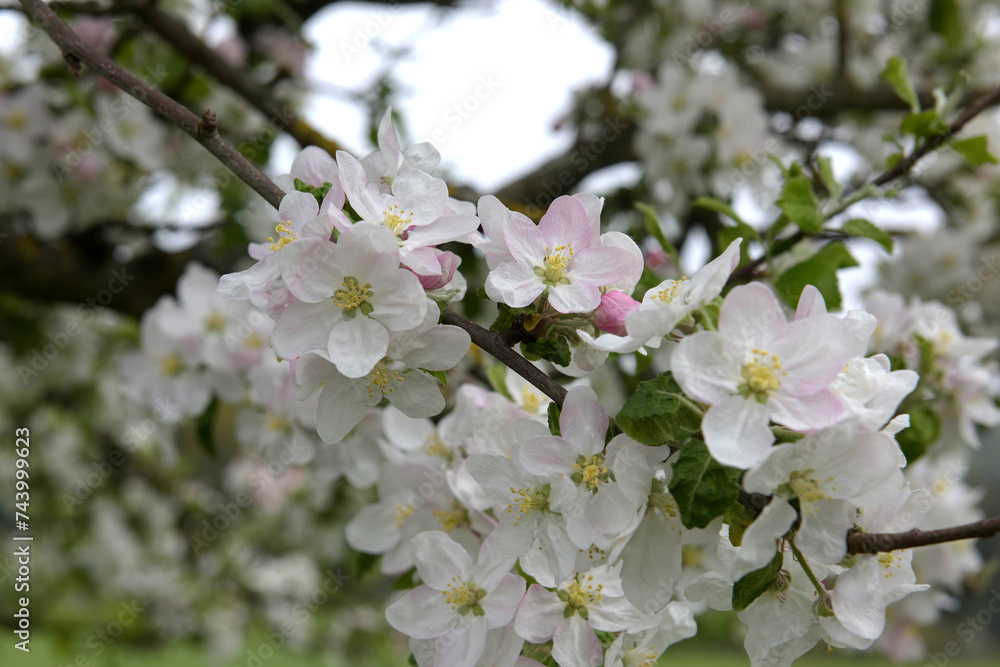 Kirschblüten Kirschblüten