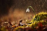 Spring colorful background with flower - plant. Beautiful nature in spring time. Snowdrop (Galanthus nivalis). Rain at sunset in the forest.